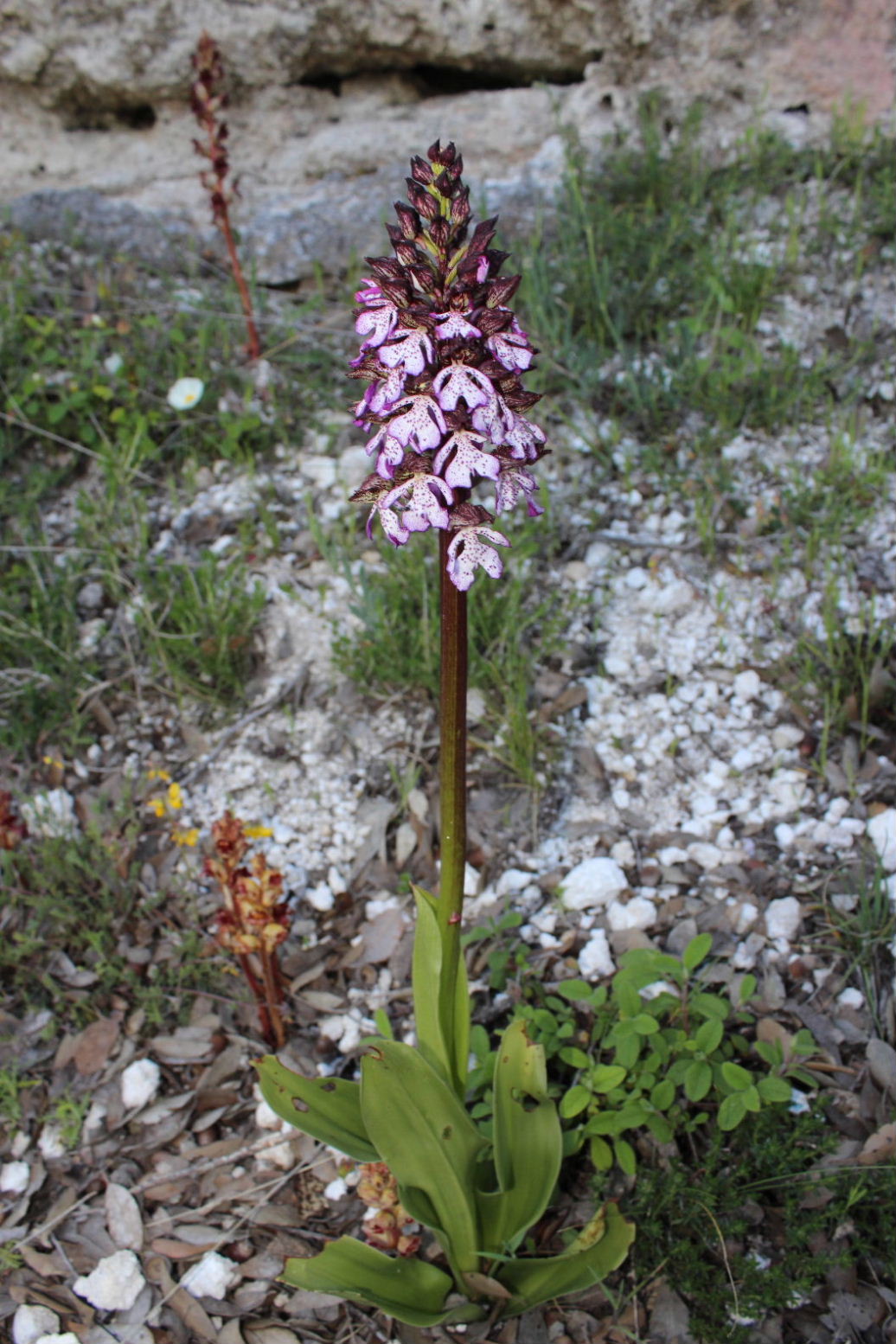 Orchidee dal promontorio del Gargano